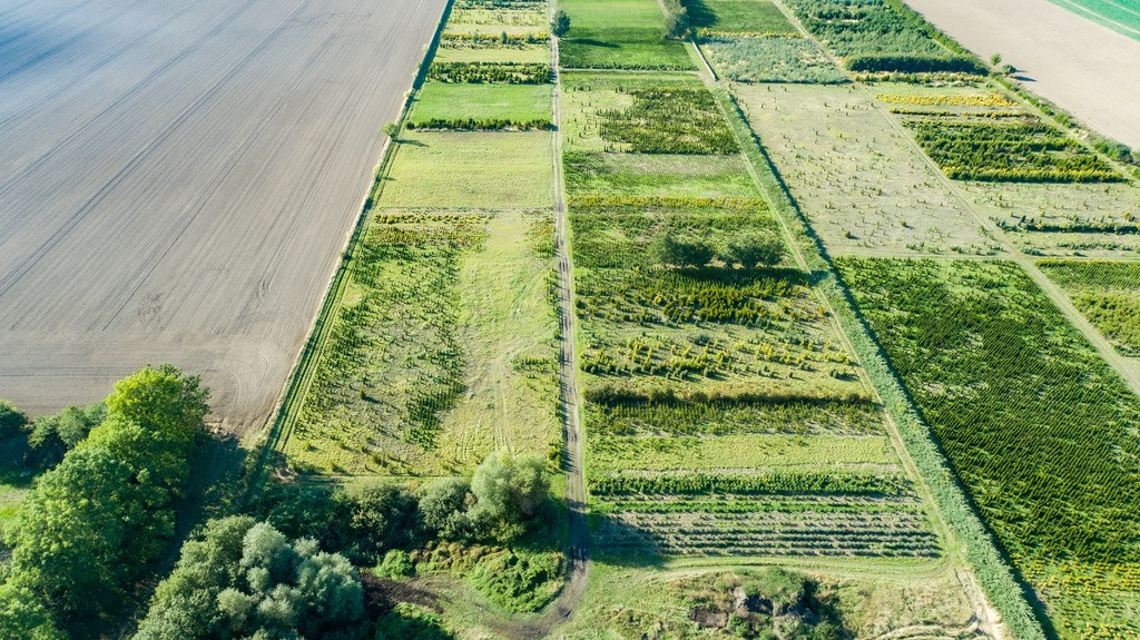 Działka Sprzedaż Chynowo 10